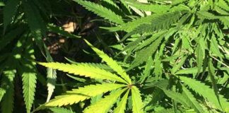 Virginia new law legalizes Marijuana on July 1- Know what is and isn’t legal under new law