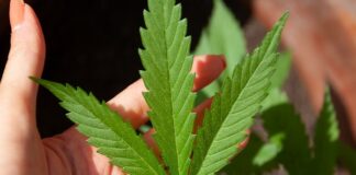 New York Becomes 15th State in the US To Legalize Recreational Marijuana