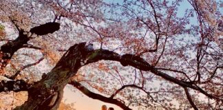 Photographer captured stunning photo of bridal couple embracing under cherry blossoms