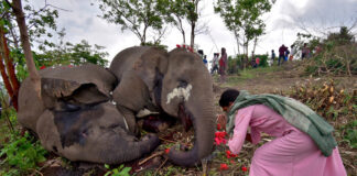 Lightning suspected of killing 18 elephants in India