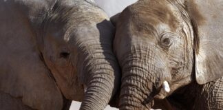 Fredericksburg man pleads guilty to selling elephant, whale ivory