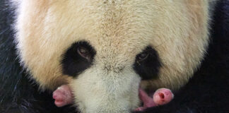 Giant panda in France zoo gives birth to twins