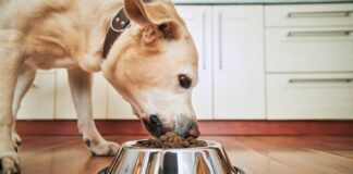 FDA says more than 130 dog deaths may be linked to Midwestern Pet Foods