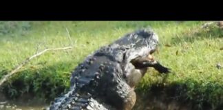 VIDEO: A huge alligator chomps down on a 6-foot gator for a snack