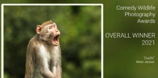 Ken Jensen wins the top Comedy Wildlife Photo Awards 2021 with Ouch!