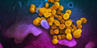 Netherlands reports 13 cases of Omicron variant