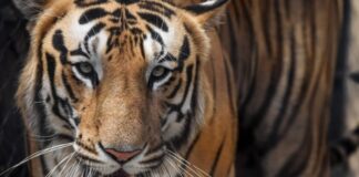 40 tigers dead between January 1 to November 29 in India’s “Tiger State”- Report