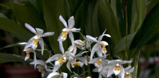 Threats to Nepal’s endangered orchids