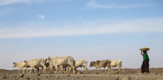 13 million face hunger in Horn of Africa as drought worsens- WFP seeks US$ 327 million to tackle