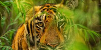 Nepal achieves its goal commitment to doubling tiger population