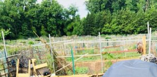 Gardening can cultivate better mental health- Study