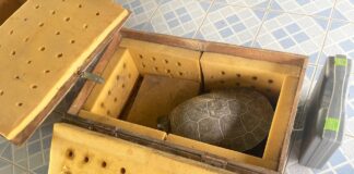WCS handovers 15 rare Royal Turtles in Cambodia to research institute for study, breeding
