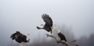 National Geographic: ‘Picture of the Year’ Contest Winners Announced, Indian-American Wins First Prize