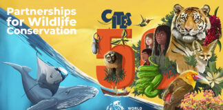 CITES celebrates 50 years of conserving the world’s wild animals and plants on World Wildlife Day 2023