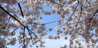 DC’s Cherry Trees have reached peak bloom at Tidal Basin