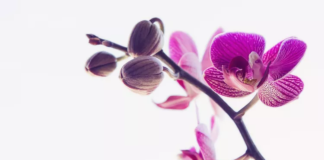 Orchid Symbolism and Meaning in ‘Feng Shui’