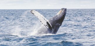 UN chief welcomes agreement on text of UN ocean treaty