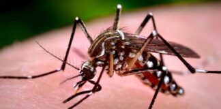 17 More Dengue Deaths, 2,308 Hospitalizations in Bangladesh