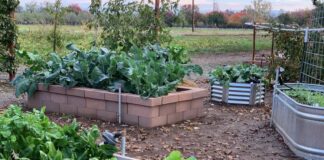 Think Beyond the Thermometer and Start Fall Crops Now