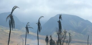 Tragedy Strikes Hawai‘i as Wildfires Ravage Maui County: Governor Josh Green Vows Comprehensive Support