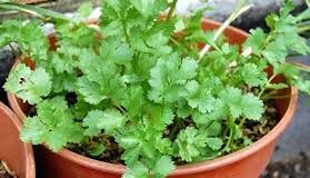 Cultivating Fresh Cilantro at Home: A Guide to Growing Coriander in Water with a Strainer
