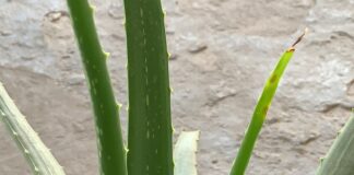 Discover the Health and Skincare Benefits of Aloe Vera