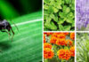 Natural Pest Control: Plants that Keep Spiders, Ants, Flies, and Mosquitoes Away from Your Home