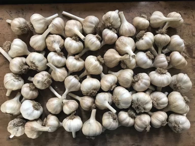 Florida Senator Raises Concerns Over Garlic Imported From China