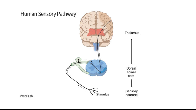 Stanford Scientists Recreate Human Pain Pathway in Lab — A Game-Changer for Chronic Pain Treatment