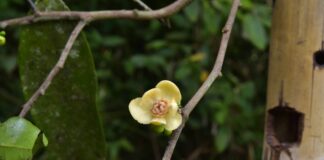 Thai Scientists Discover ‘Tharathum,’ a Rare New Tree Species in Surat Thani Wetlands