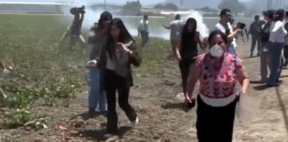 ICE Raid at California Pot Farm Sparks Protest, Child Labor Probe