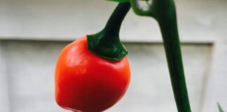 Akabare Khursani: Nepal’s Fiery Jewel with a Royal Heat