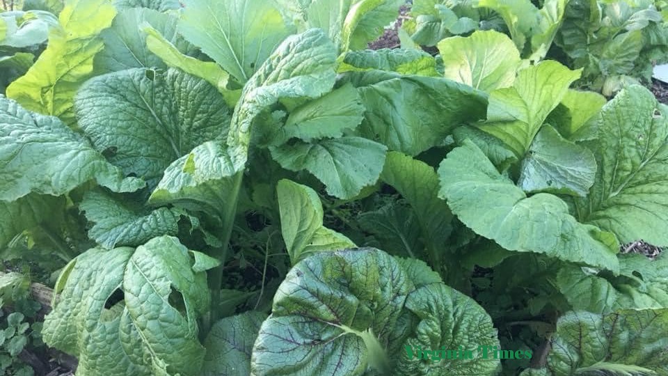Mustard Greens