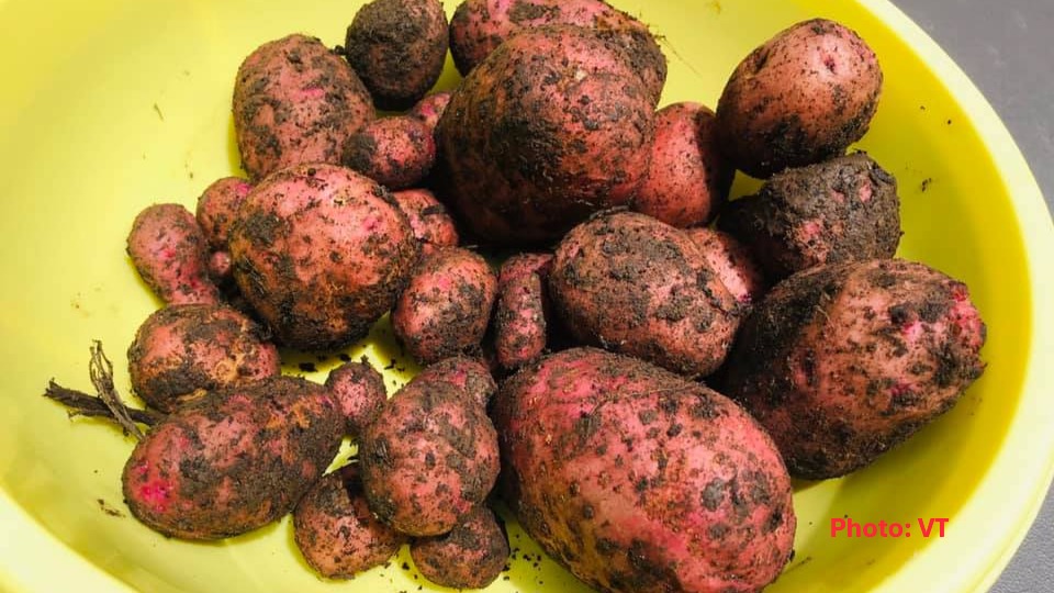 Harvested Potatoes