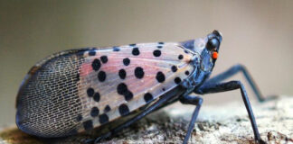 Spotted lanternfly surge keeps Northern Virginia on alert, USDA says