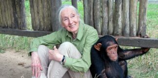 Jane Goodall, pioneering ethologist and conservationist, dies at 91
