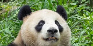 Flying Tigers Families Meet San Diego’s Giant Pandas, Spotlighting U.S.-China Ties