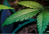 Virginia Cannabis Authority Opens Survey on Retail Market Rules