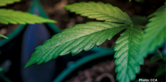 Virginia Cannabis Authority Opens Survey on Retail Market Rules