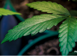 Virginia Cannabis Authority Opens Survey on Retail Market Rules