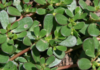 Quick-Pickled Purslane: A Tangy Treat From a Common Garden Weed
