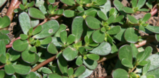 Quick-Pickled Purslane: A Tangy Treat From a Common Garden Weed
