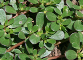 Quick-Pickled Purslane: A Tangy Treat From a Common Garden Weed