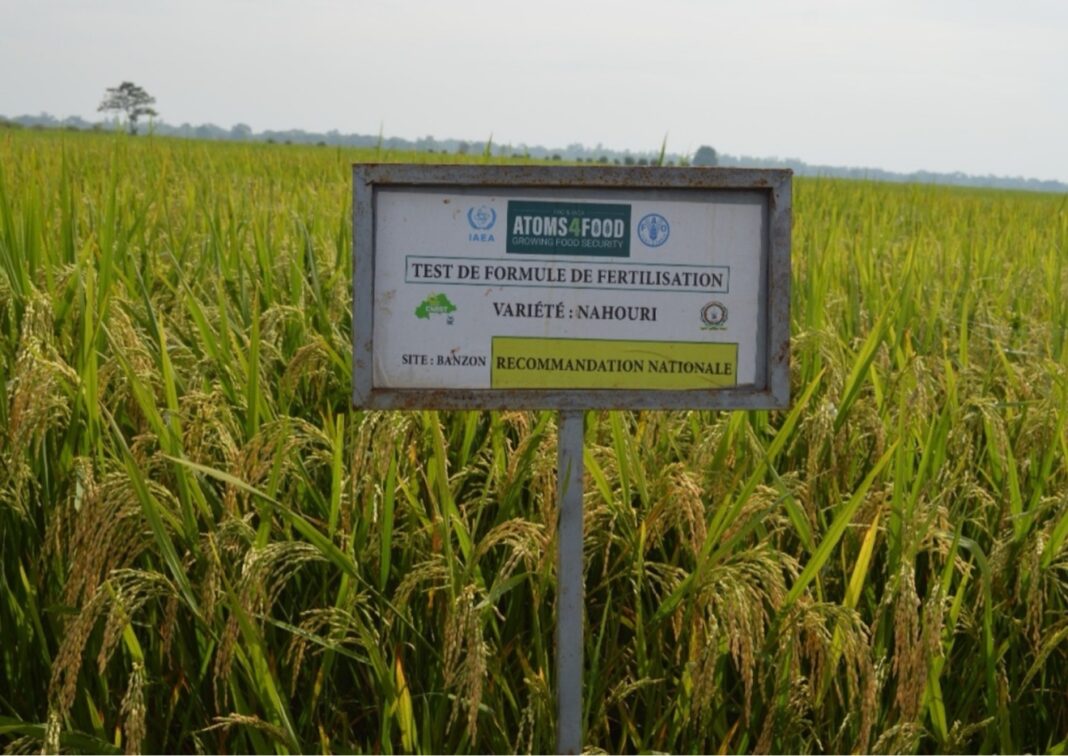 Burkina Faso rice varieties growing around an Atoms4Food demonstration sign in Banzon.