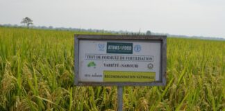 Burkina Faso rice varieties growing around an Atoms4Food demonstration sign in Banzon.
