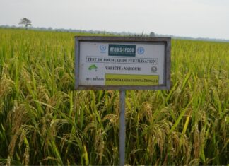 Burkina Faso Rice Varieties Yield More, IAEA Says Burkina Faso rice varieties growing around an Atoms4Food demonstration sign in Banzon.