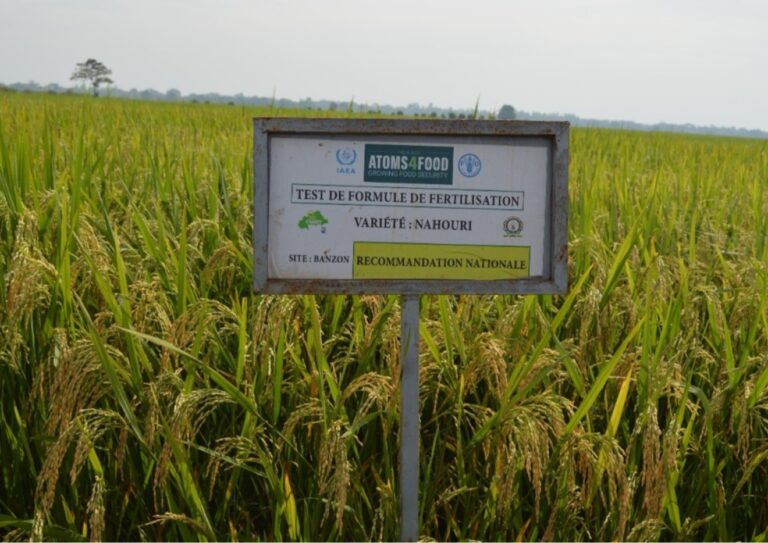 Burkina Faso rice varieties growing around an Atoms4Food demonstration sign in Banzon.
