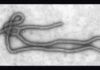 Kenya Confirms 4 New Ebola Cases, Total Rises to 7