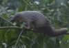 Sunda pangolin on a tree branch in a file photo accompanying coverage of the Laos wildlife trade.