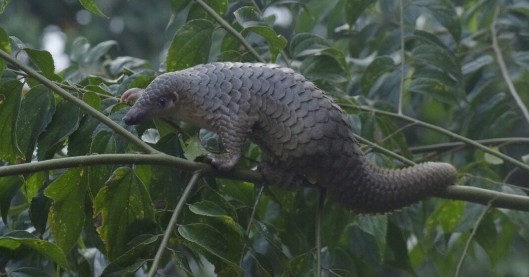 Sunda pangolin on a tree branch in a file photo accompanying coverage of the Laos wildlife trade.
